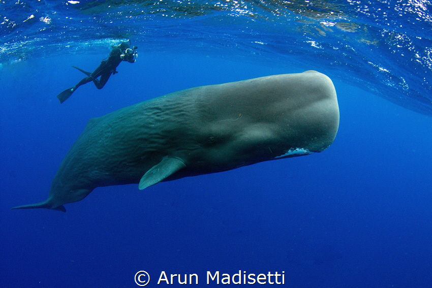 Sayaka and the whale (taken under permit) by Arun Madisetti 