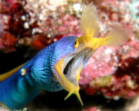 Blue ribbon eel taken with an Olympus c-3040z camera and ... by Siew Ling Chang 