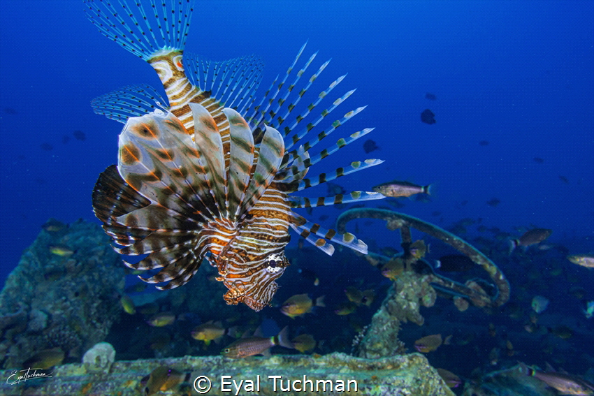 Lion fish on wreck by Eyal Tuchman 