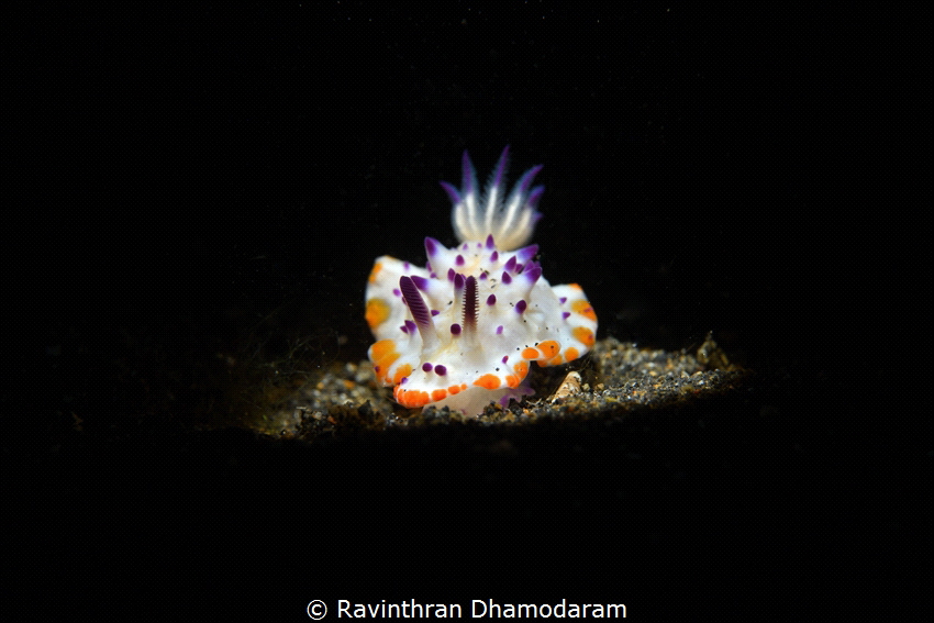 First time seeing this Nudi by Ravinthran Dhamodaram 