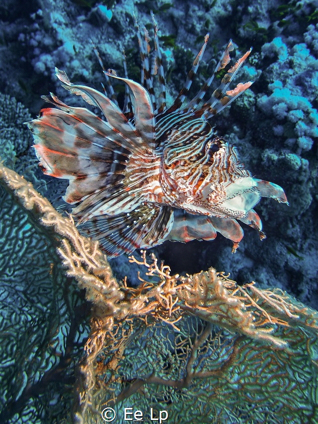 Pterois volitans (common lionfish) in action at Hurghada,... by E&e Lp 