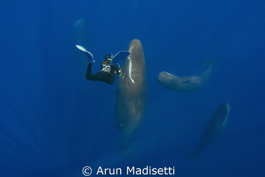 resting whales and photographer (taken under permit) by Arun Madisetti 