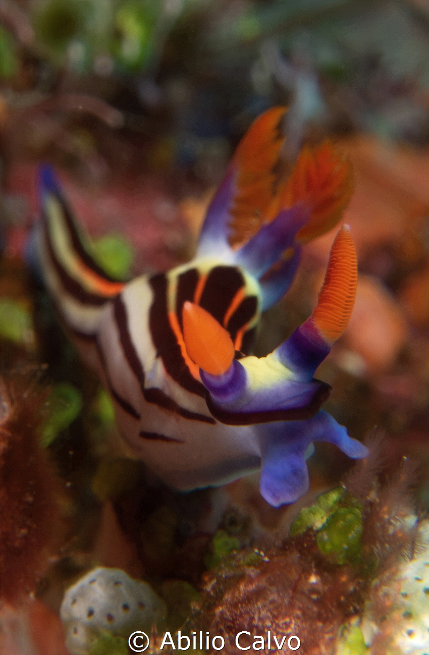 Nembrotha Aurea posing in Batu Bolong during a trip to Ko... by Abilio Calvo 