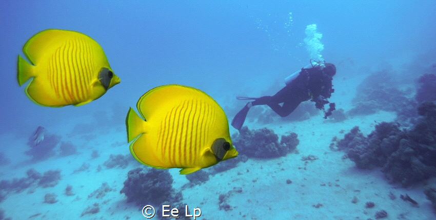 Chaetodon semilarvatus (masked butterflyfish) (f/5, 1/160... by E&e Lp 