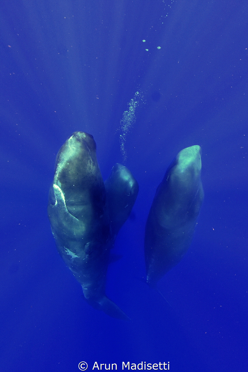 Hanging out watching us watch them. (under permit) by Arun Madisetti 