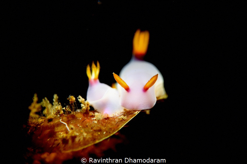 Nudi mating by Ravinthran Dhamodaram 