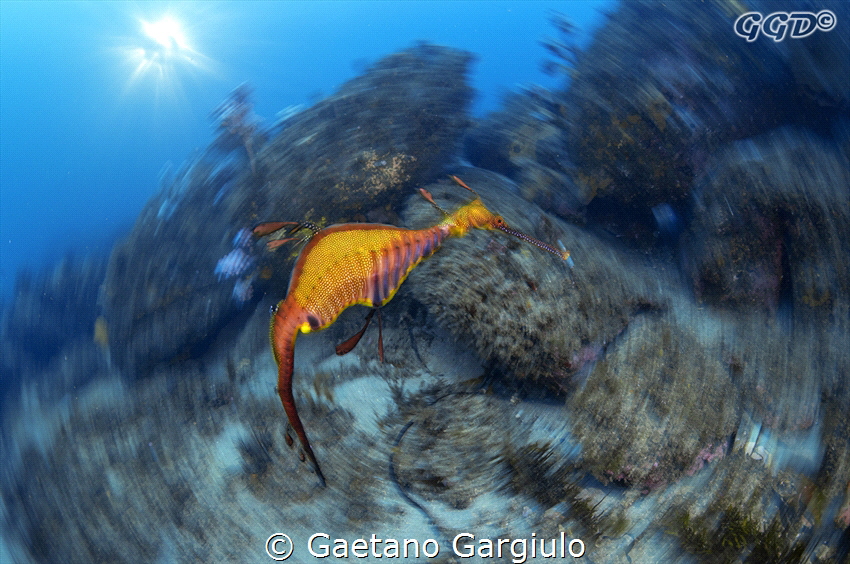 Weedy sea dragon double exposure by Gaetano Gargiulo 