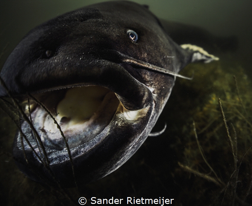 European Catfish - Silurus glanis by Sander Rietmeijer 