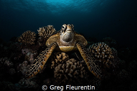 Young green turtle resting on the reef by Greg Fleurentin 