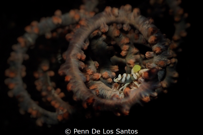 Tiny whip coral shrimp with parasite by Penn De Los Santos 