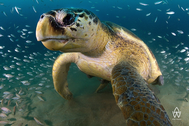 A huge loggerhead popping in to say hi, this guy was supe... by Allen Walker 
