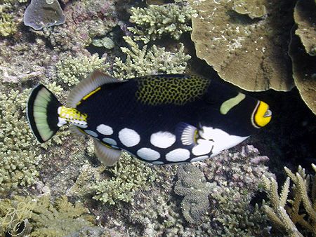Just clowning about here on the reef! by Brian Mayes 