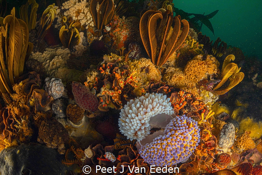 The Circle of Life
Gas flame Nudibranchs paring up for r... by Peet J Van Eeden 