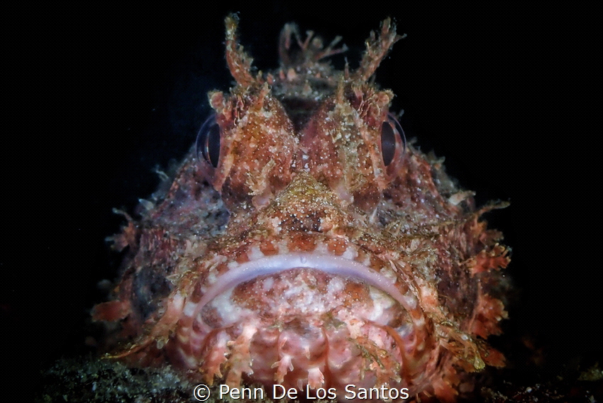 Scorpionfish by Penn De Los Santos 