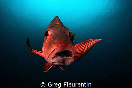 Close focus on a red snapper face by Greg Fleurentin 
