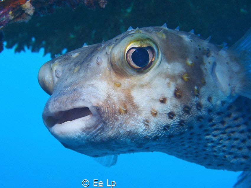 Diodon hystrix (Porcupinefish) beneath a hard coral umbre... by E&e Lp 