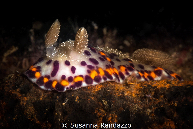 Chromodoris naiki nudibranch_Goa-2023
(Canon60, 1/200,f1... by Susanna Randazzo 