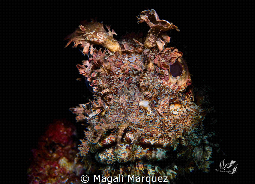 Portrait Scorpionfish with Marelux SOFT snoot by Magali Marquez 