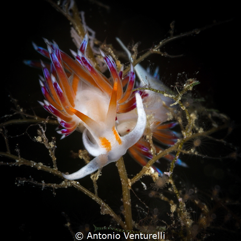 Iconic Cratena nudibranch of Mediterranean Sea_2022
(Can... by Antonio Venturelli 