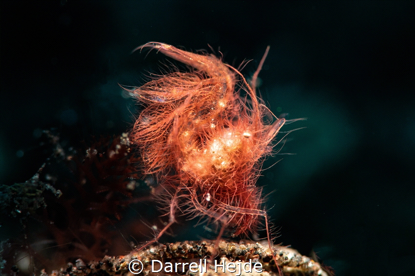 Hairy Shrimp by Darrell Hejde 