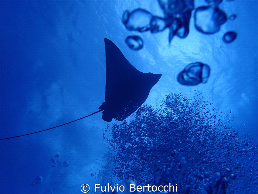 Eagle ray taking off. It got scared by my exhaled bubbles... by Fulvio Bertocchi 