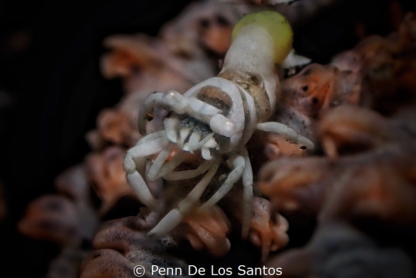 Wire coral resident by Penn De Los Santos 