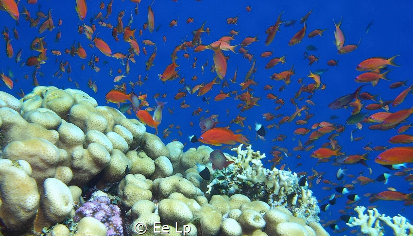Typical coral & school in Egypt, like a fish tank. (f/8, ... by E&e Lp 