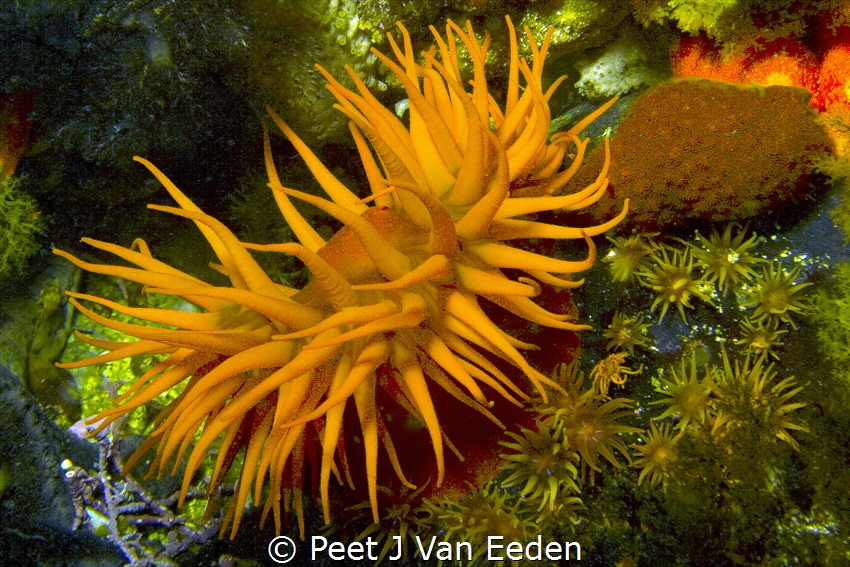 Proud parent and off-springs. Sea anemones can  reproduce... by Peet J Van Eeden 