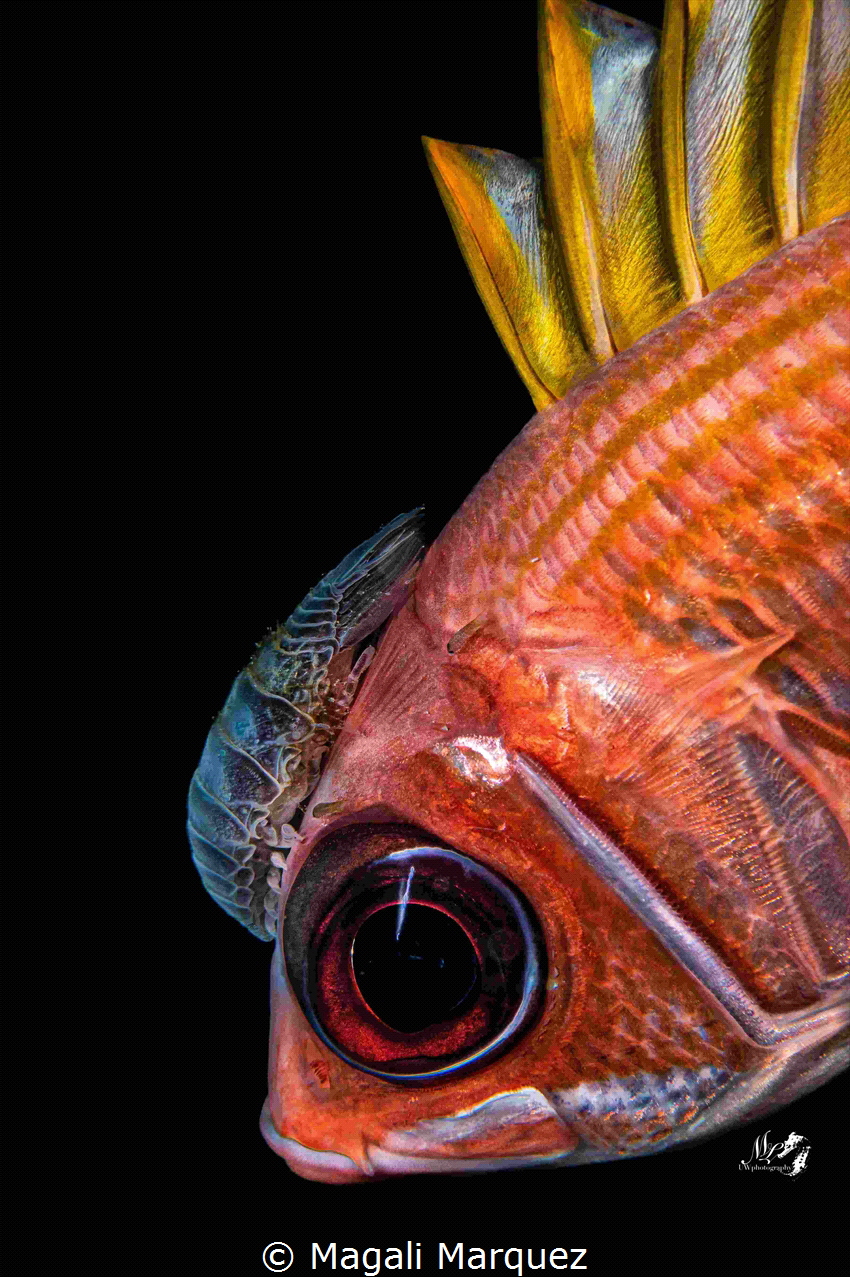 Portrait Squirrel fish with Isopod(parasite) by Magali Marquez 