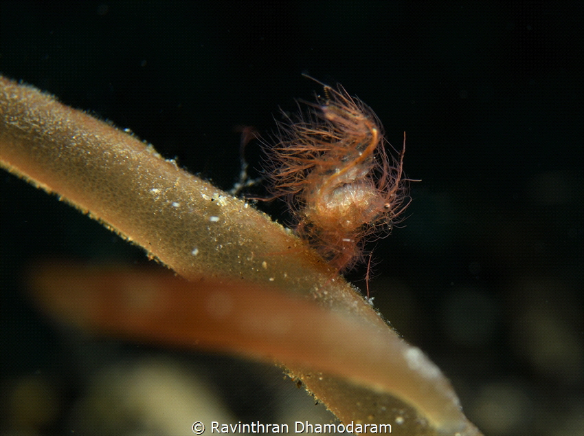 Challenging subject hairy Shrimp !! by Ravinthran Dhamodaram 