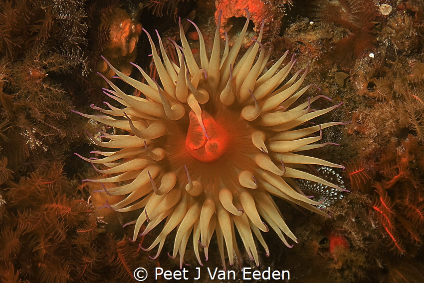 The Hide Away

Silvertip nudibranch taking shelter unde... by Peet J Van Eeden 