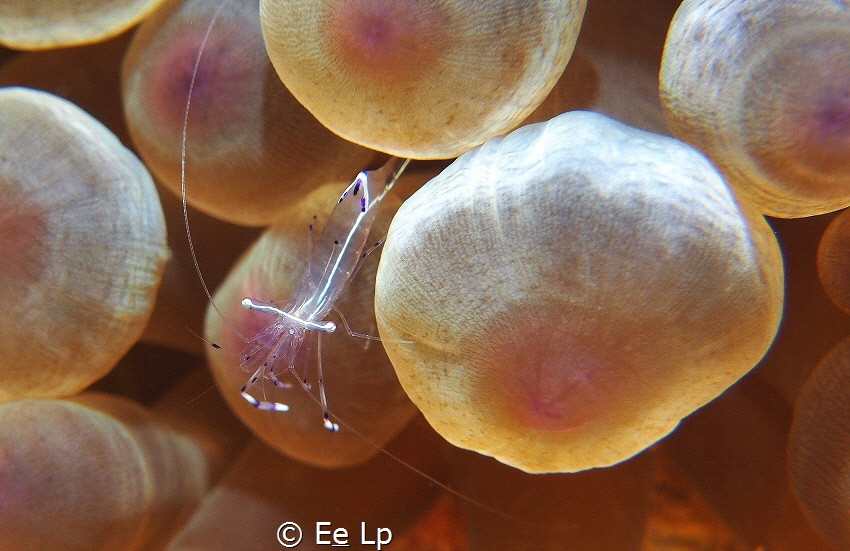 Periclimenes longicarpus (anemone partner shrimp) with En... by E&e Lp 