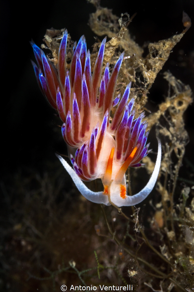 Intensely colorful Cratena nudibranch_2022
(Canon100,1/2... by Antonio Venturelli 