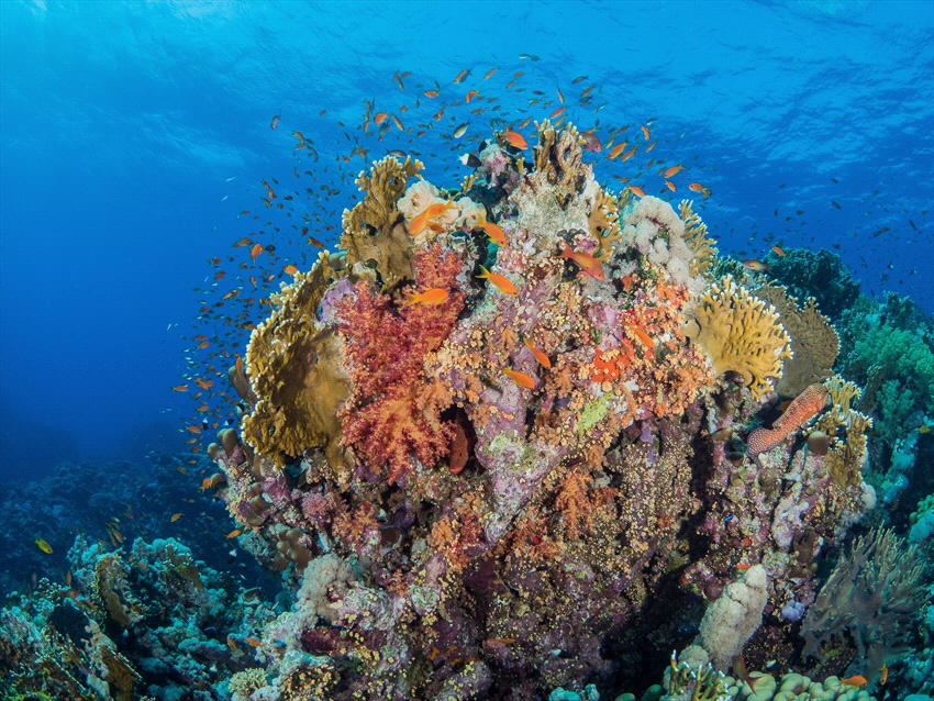 An nice fishy landscape in the Red Sea in Egypt. by Brenda De Vries 