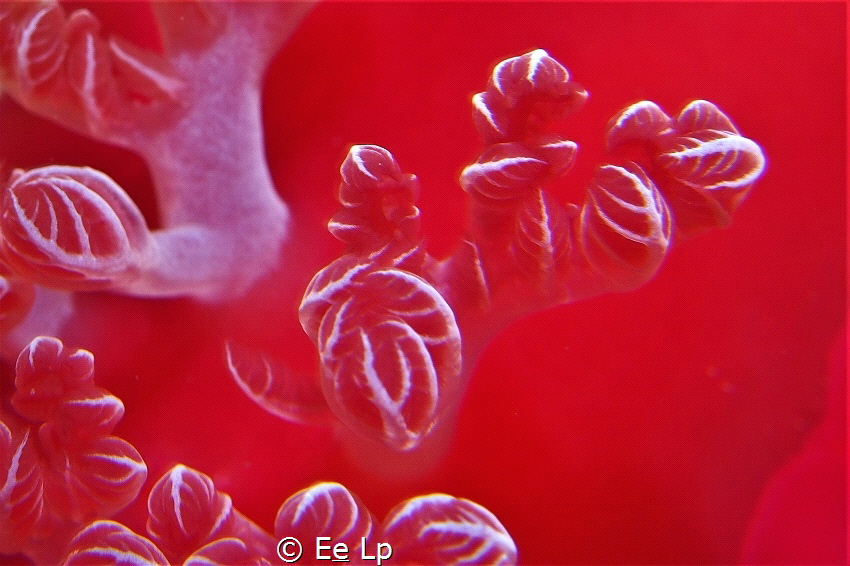 Nudi branchia (naked gills) of the Hexabranchus sanguineu... by E&e Lp 