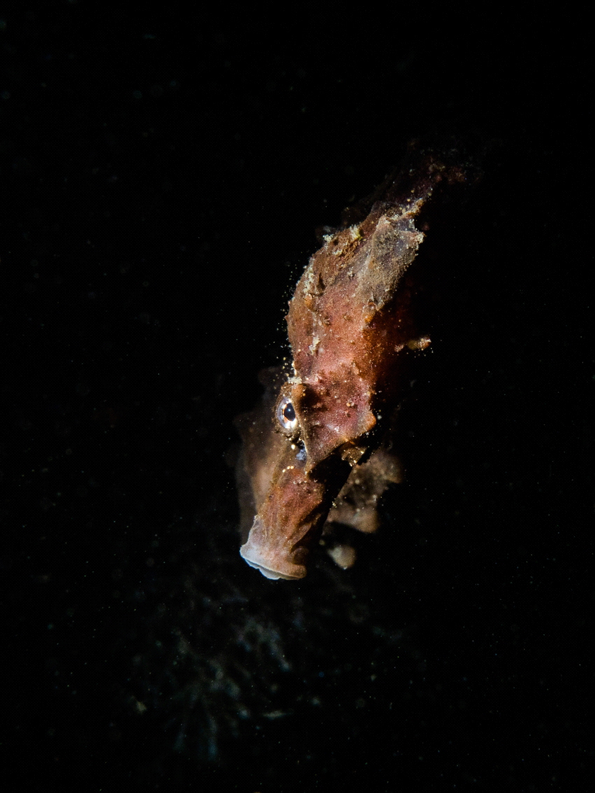 Seahorse taken in the Netherlands. A few years ago, a sea... by Brenda De Vries 