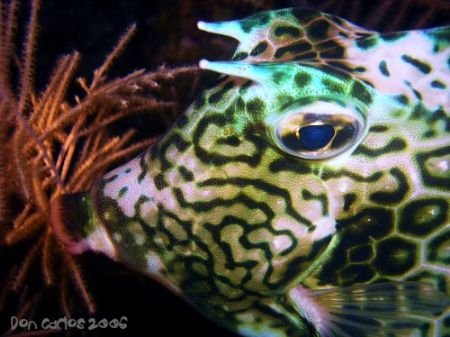 Finally i found out about the texture of the Cowfish....n... by Carlos Valenzuela 