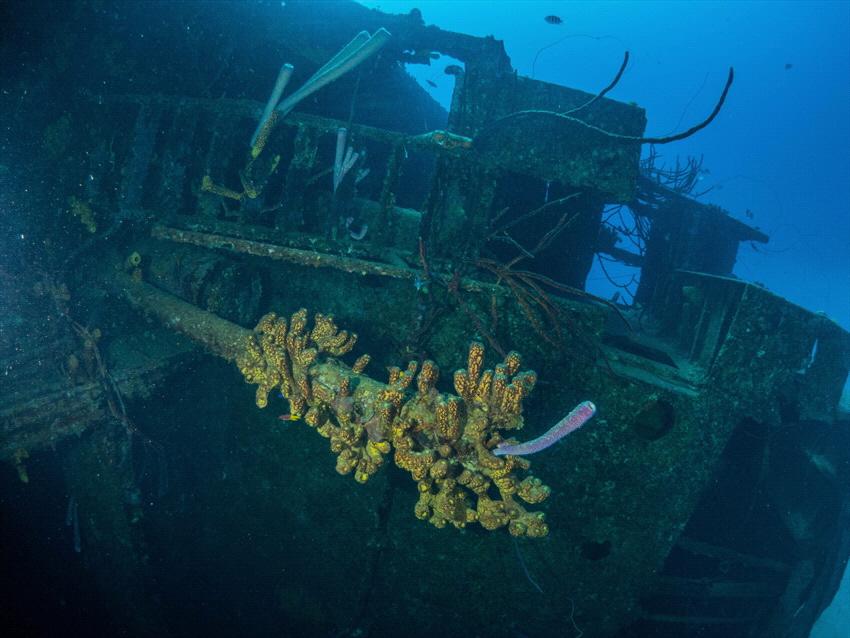 Hilma Hooker on Bonaire. A nice wreck for every diver. by Brenda De Vries 
