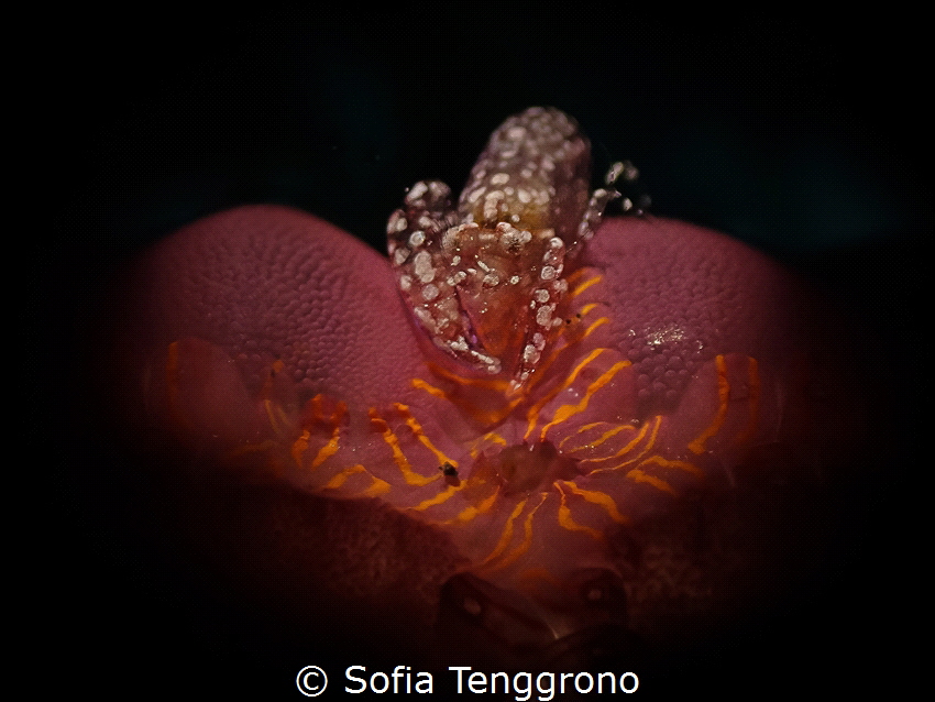 The Soul of My Heart [Dactylonia ascidicola] by Sofia Tenggrono 