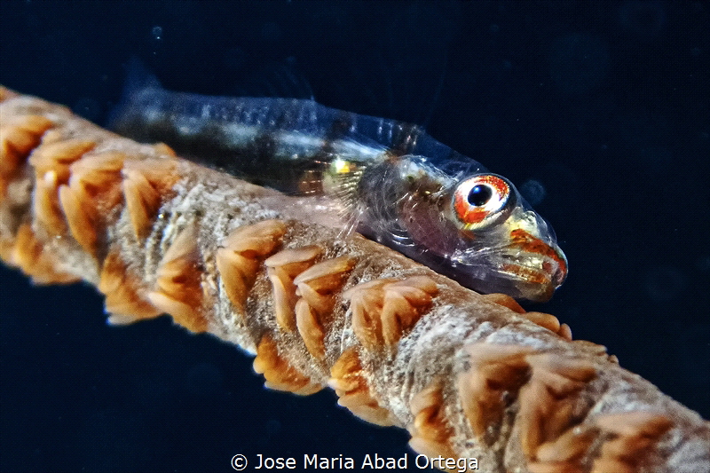 Gobi on wire coral
Olympus TG6 camera by Jose Maria Abad Ortega 