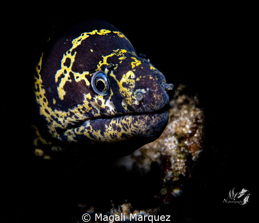 Chain Moray eel with Marelux SOFT by Magali Marquez 