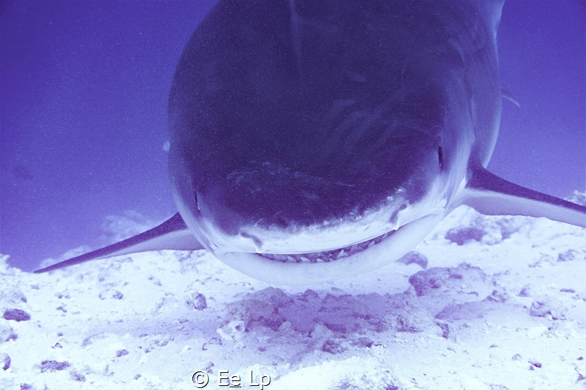 Galeocerdo cuvier (tiger shark) at Fuvahmulah saying "Hi ... by E&e Lp 