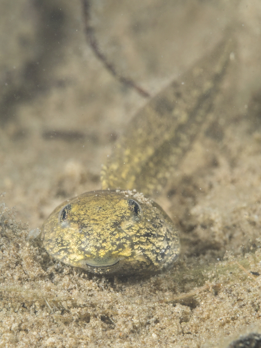 Larvea of a brown frog. the small 'fishes' have really ni... by Brenda De Vries 