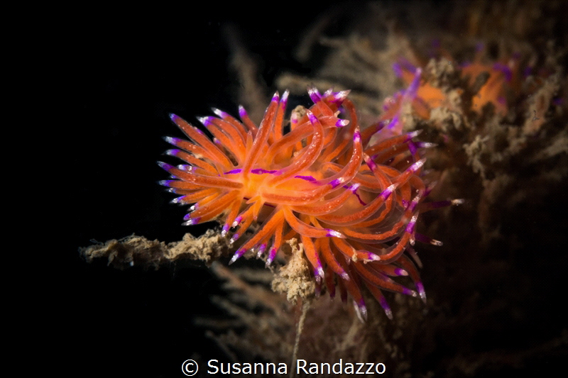 Close up an old piece of string a few meters deep, covere... by Susanna Randazzo 