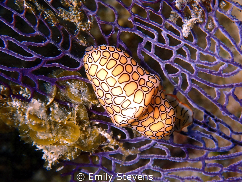 Flamingo tongue snail captured in Negril, Jamaica with an... by Emily Stevens 