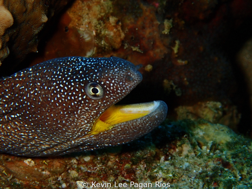 Happy Eel taken at Ras Mohammed Nationl Park, Egypt with ... by Kevin Lee Pagan Rios 
