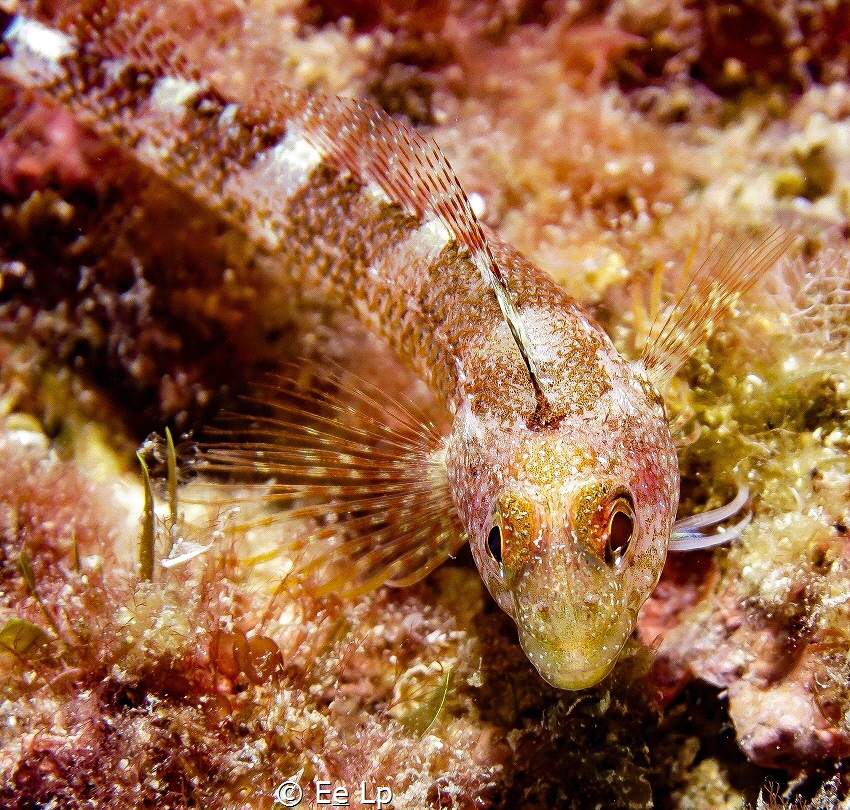 Gobius geniporus (slender goby) at the Medes islands. (f/... by E&e Lp 