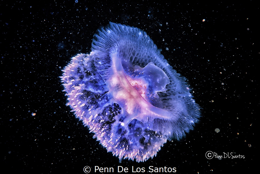 Galactic Jelly by Penn De Los Santos 