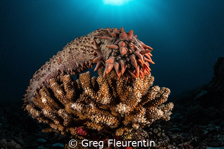 Warning underwater alien...or maybe sea cucumber... by Greg Fleurentin 