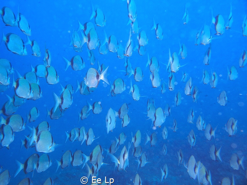Swimming in a school means watching a lot of fish butts..... by E&e Lp 